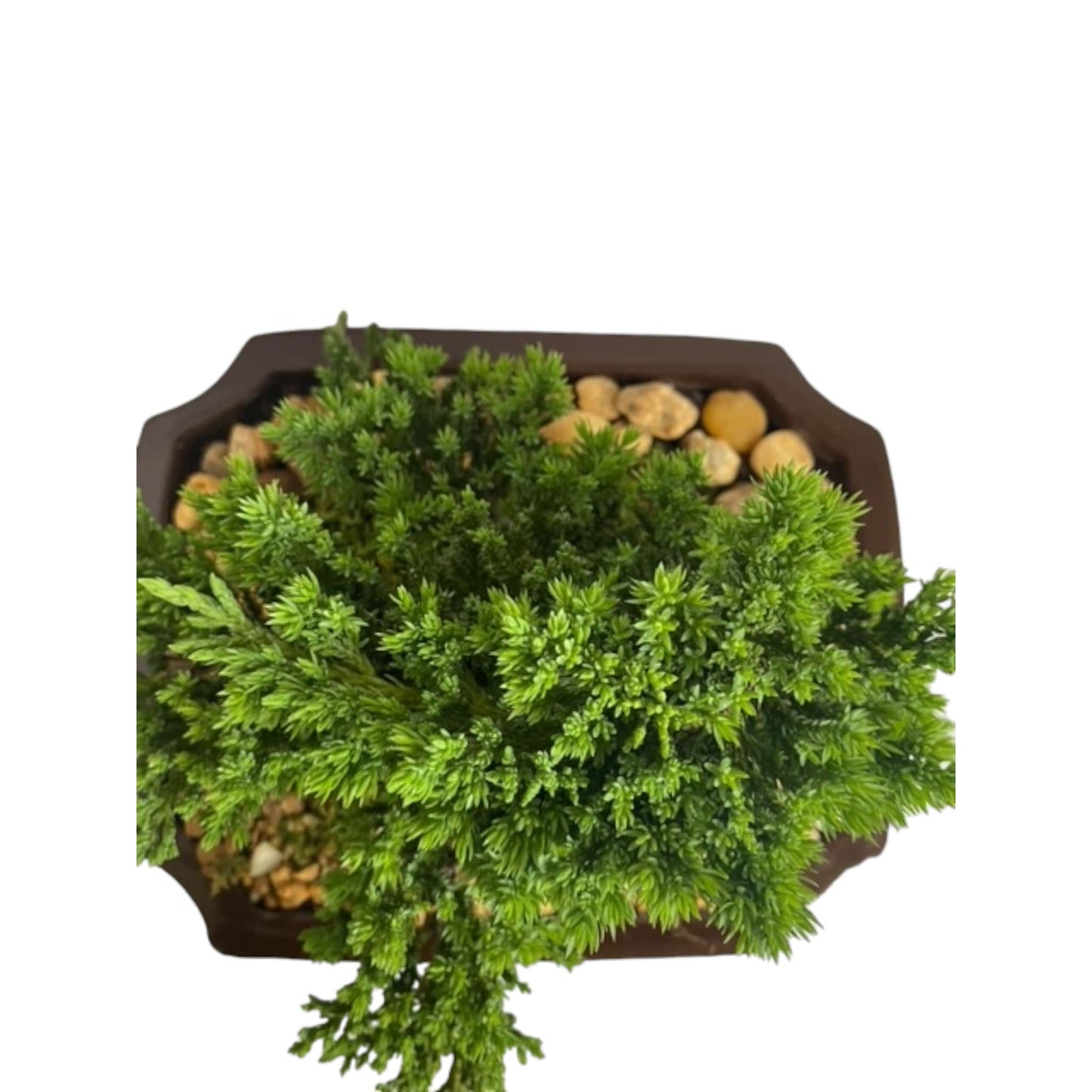 Finished Chinese Juniper Bonsai Tree