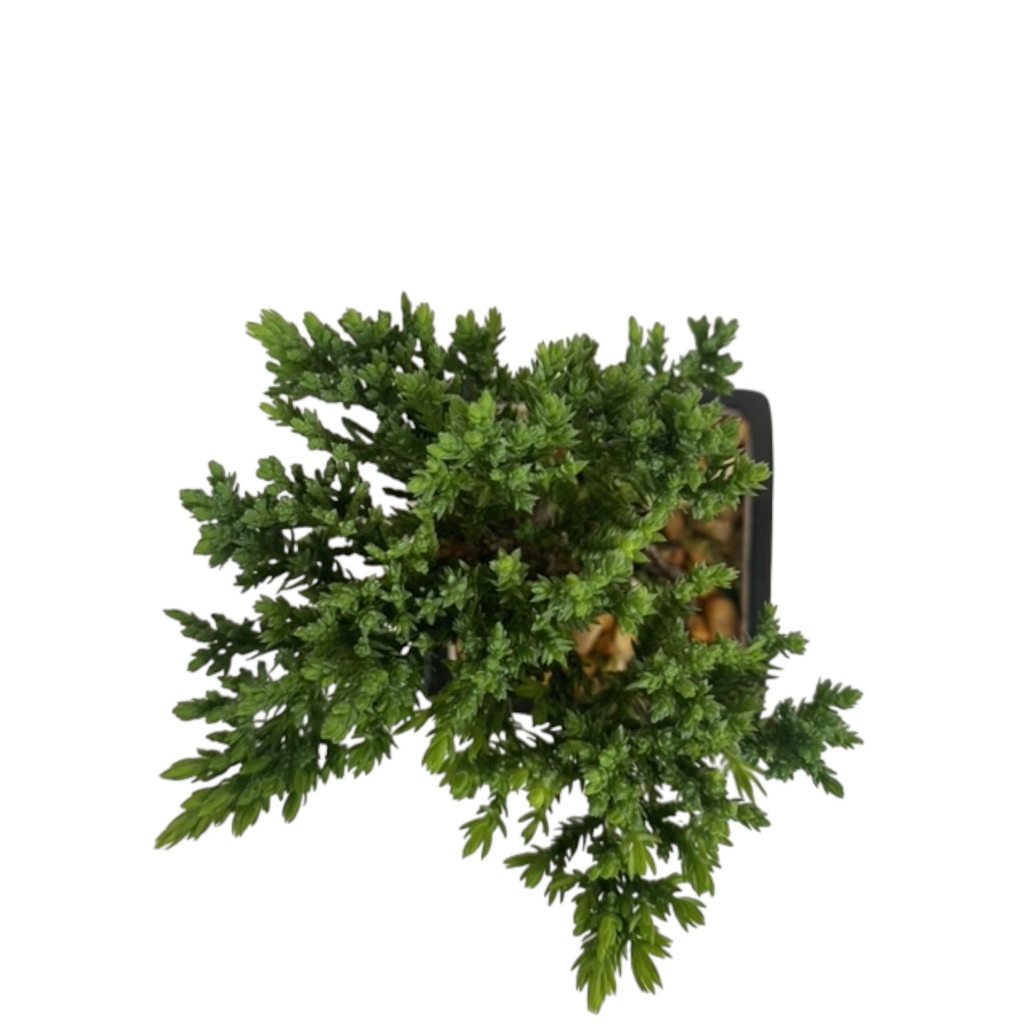 Unique Juniper Puzzle Piece Bonsai Tree