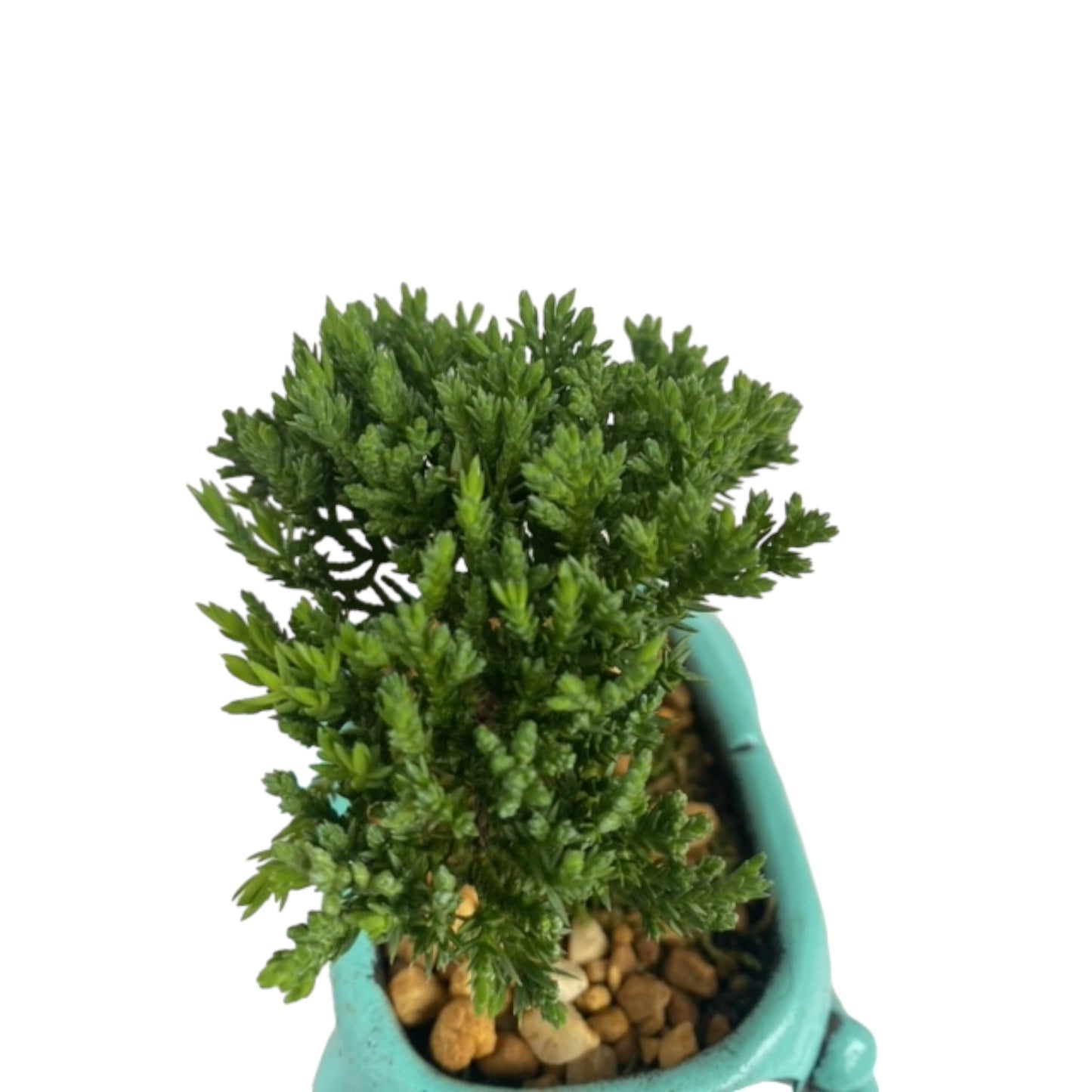Children's Scooter Juniper Bonsai Tree