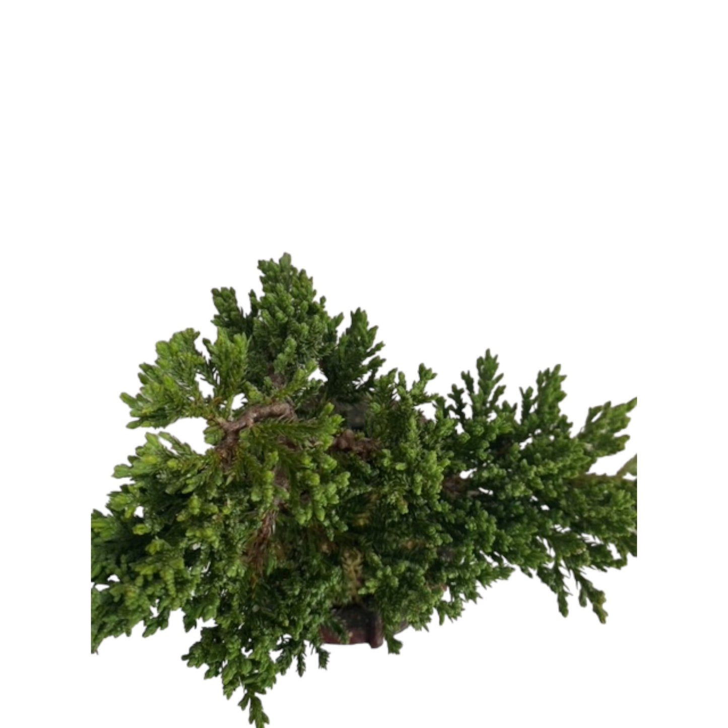 Unique Juniper Cowboy Boot Bonsai Tree