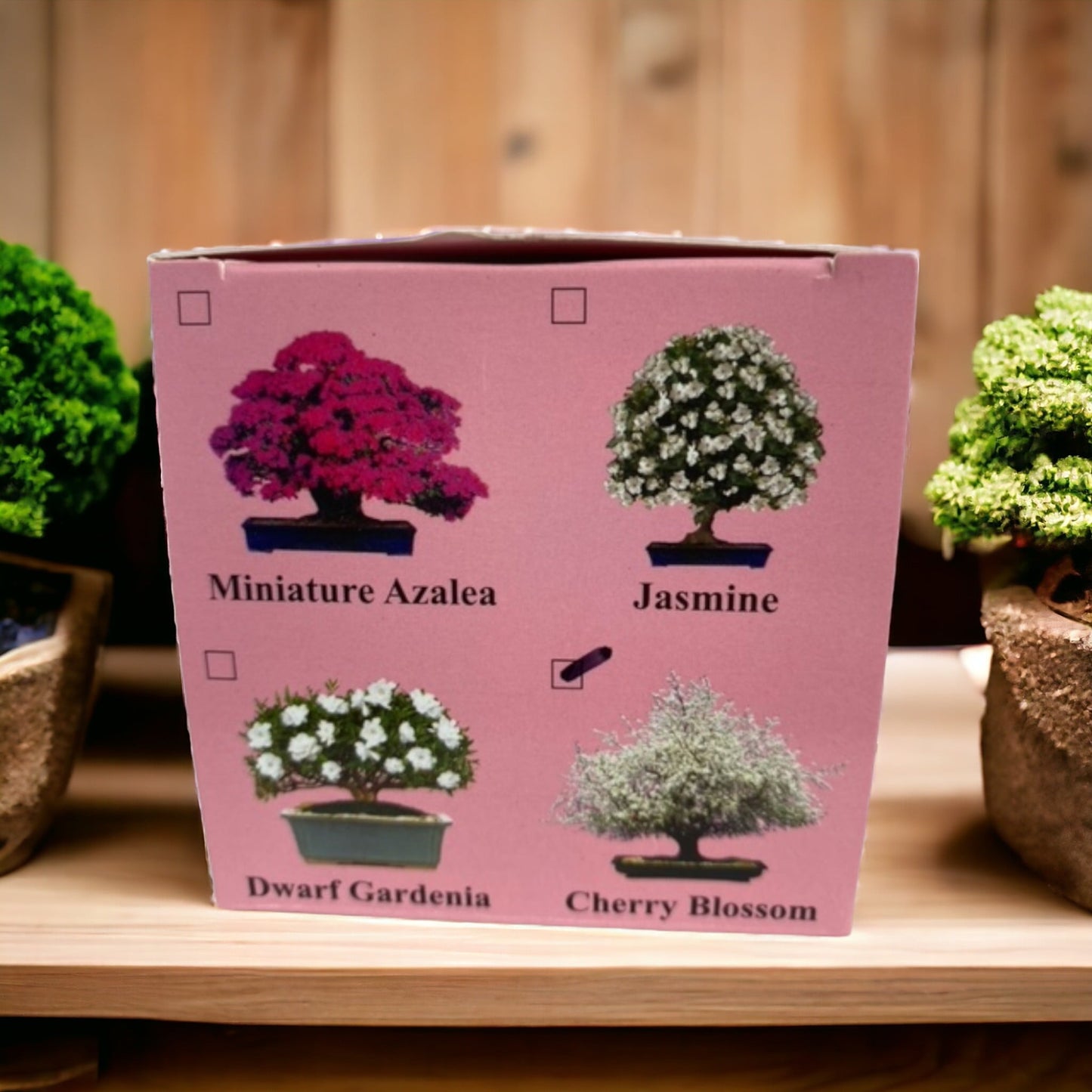 Bonsai Tree Seed Kit - Cherry Blossom