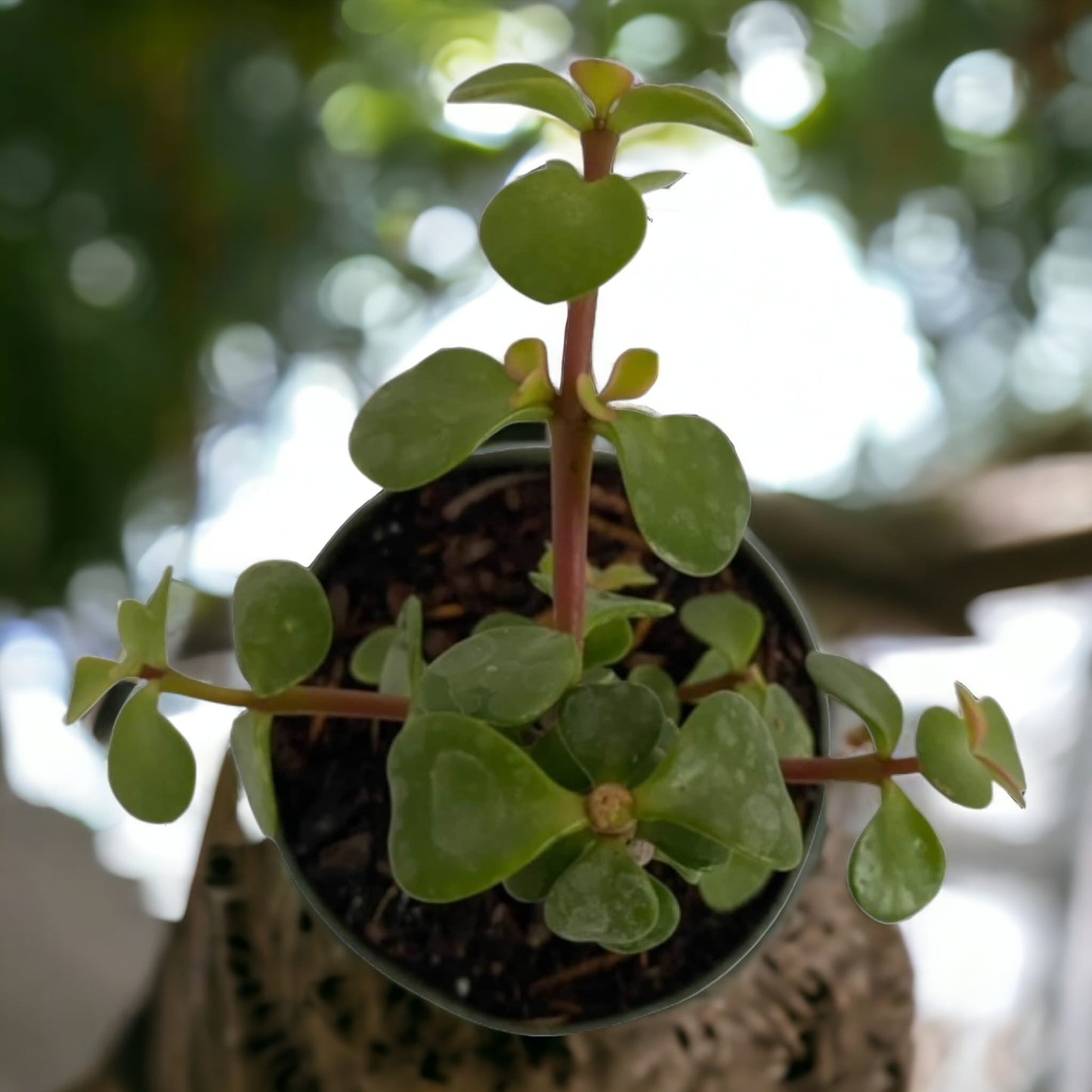 Pre-Bonsai Starter - Dwarf Jade Tree (Elephant Bush)