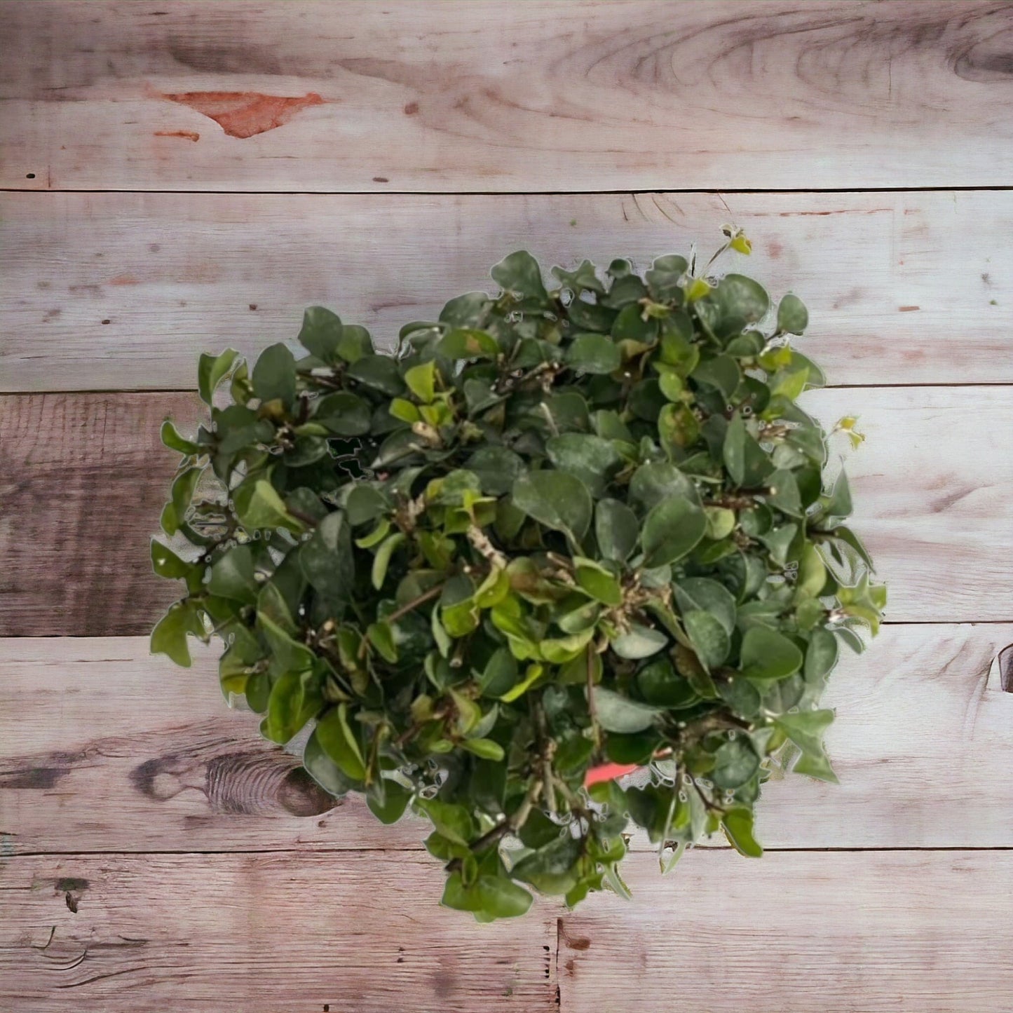 Pre-Bonsai Tree - Parrot's Beak