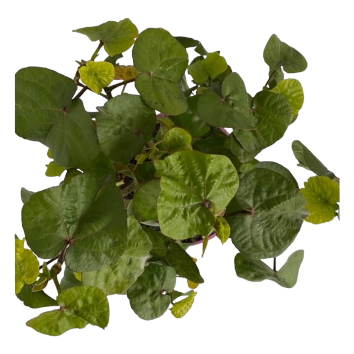 Pre Bonsai Tree - Sea Hibiscus