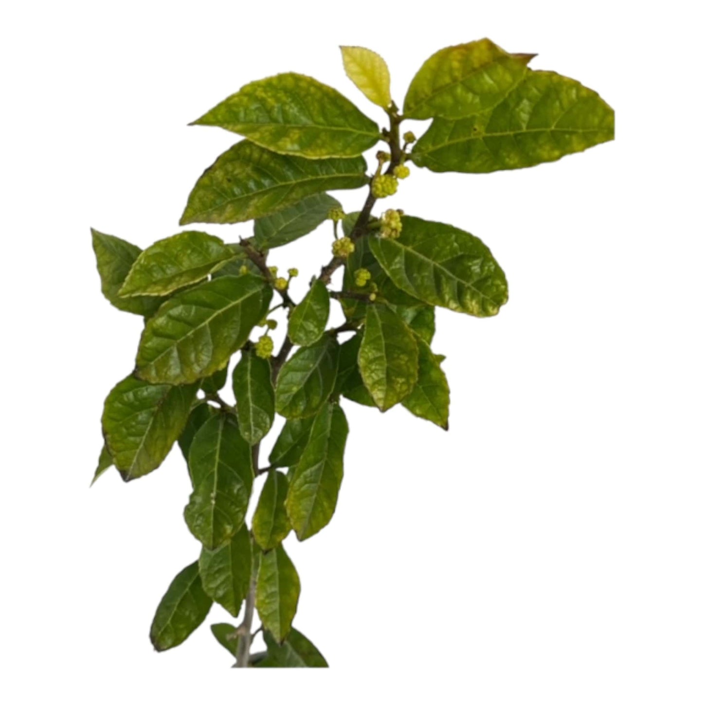 Pre Bonsai Starter- Common Alder Tree