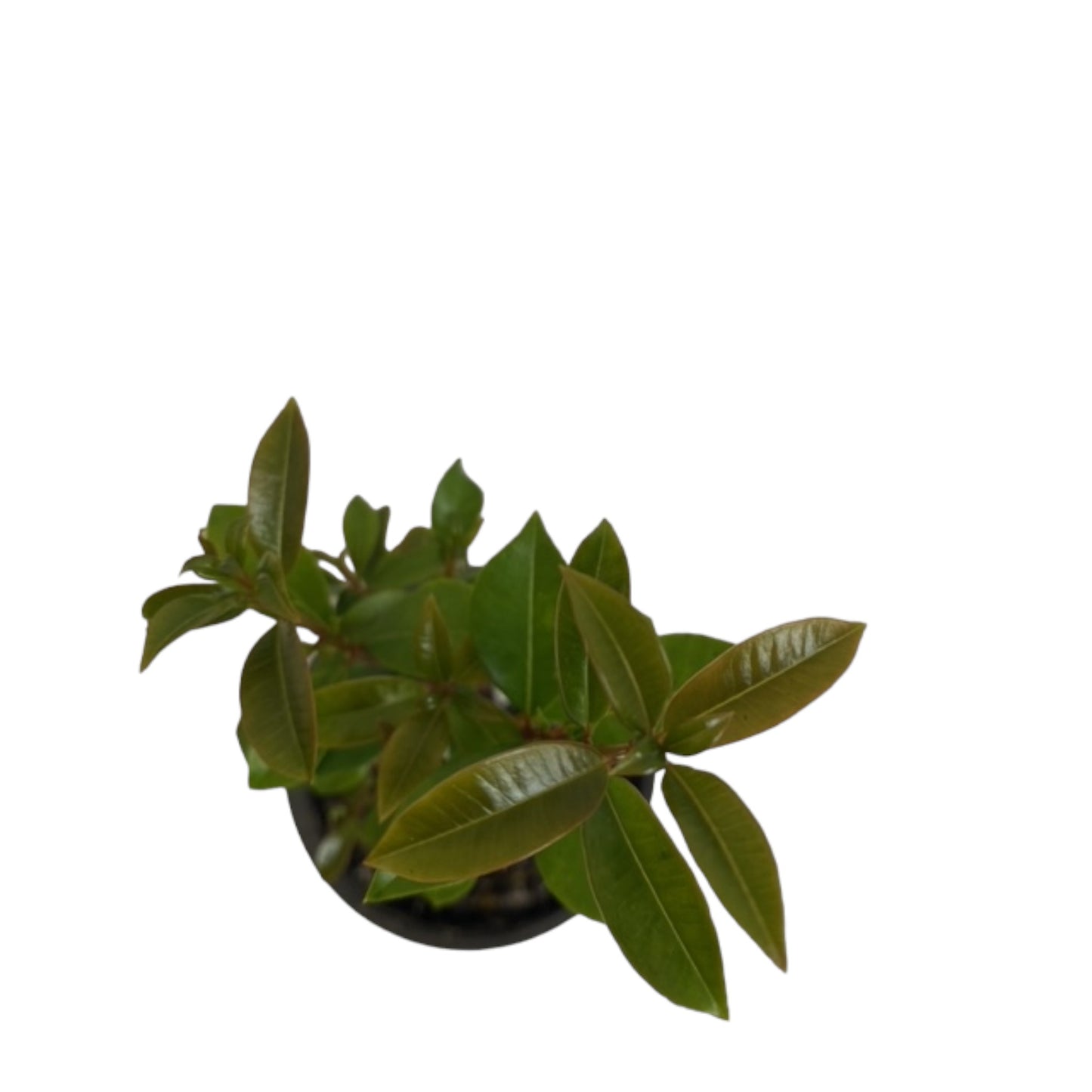 Pre-Bonsai Starter - Surinam Cherry Tree