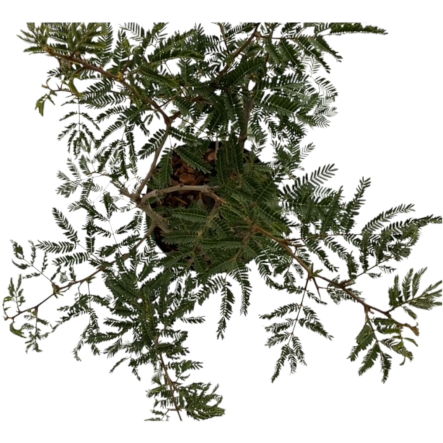 Pre-Bonsai Tree- Rabbits Foot