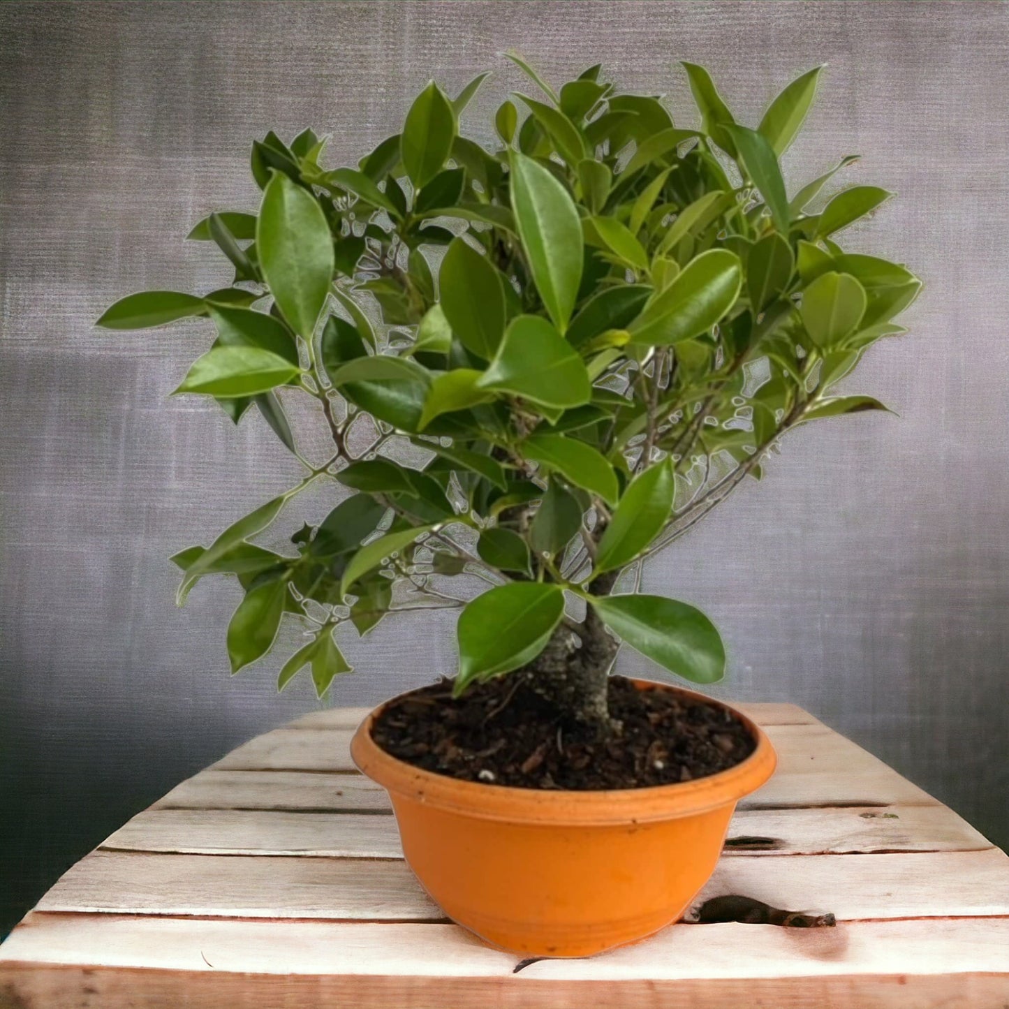 Pre Bonsai Tree - Tiger Bark Ficus