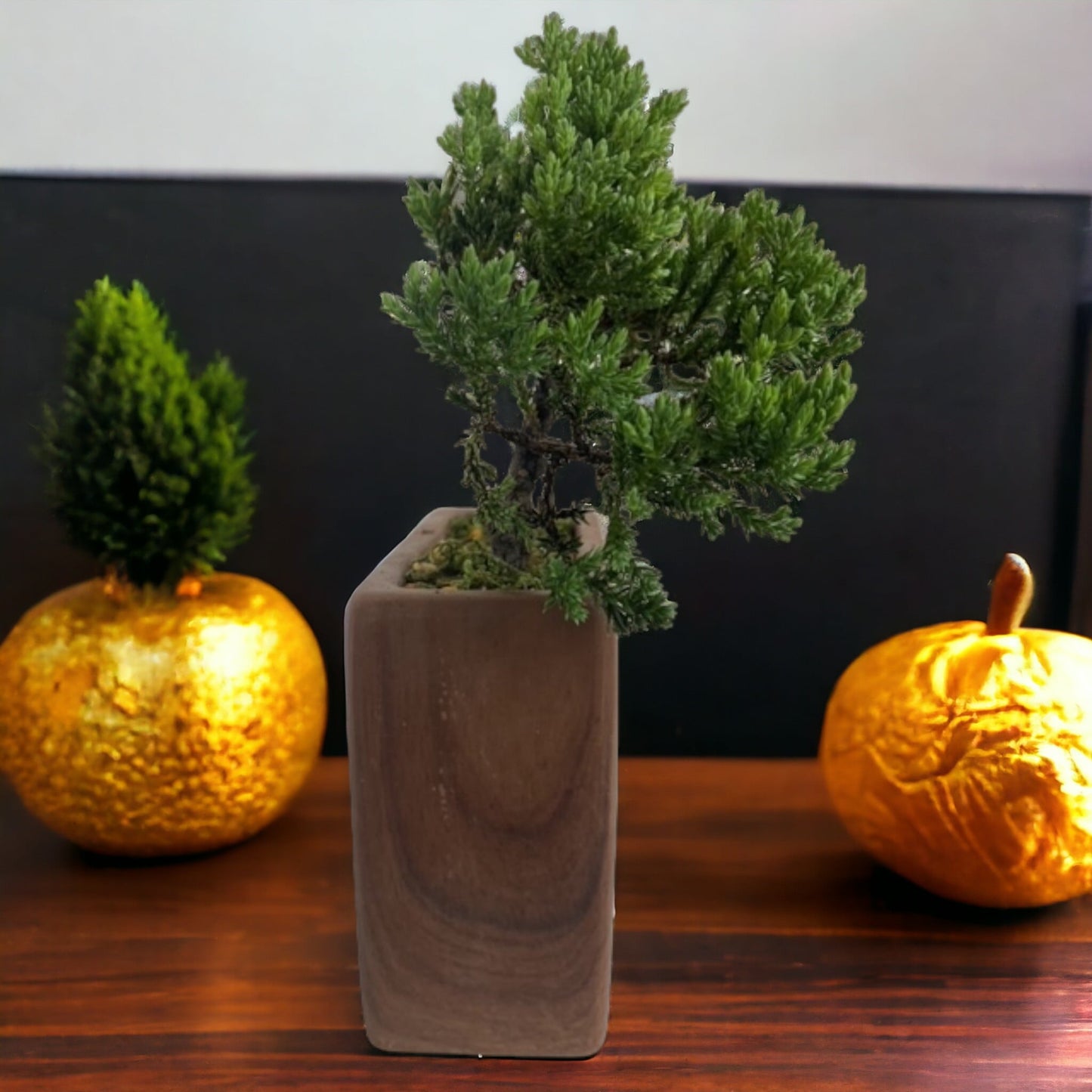 Unique Juniper Rustic Version BonsaiTree