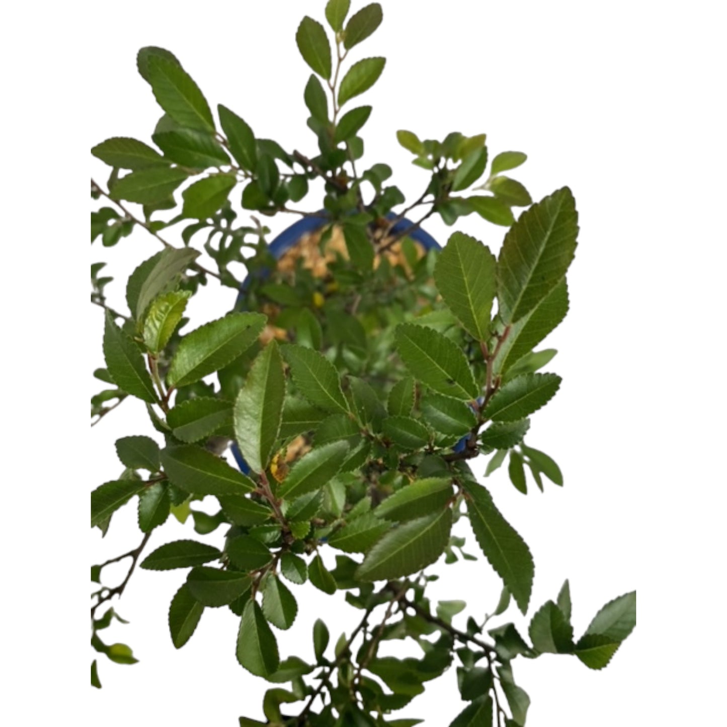 Finished Chinese Elm Bonsai Tree