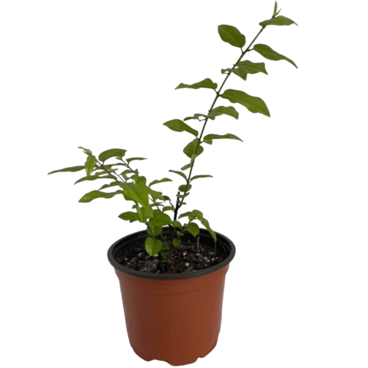 Pre-Bonsai Starter- Sweet Plum Tree