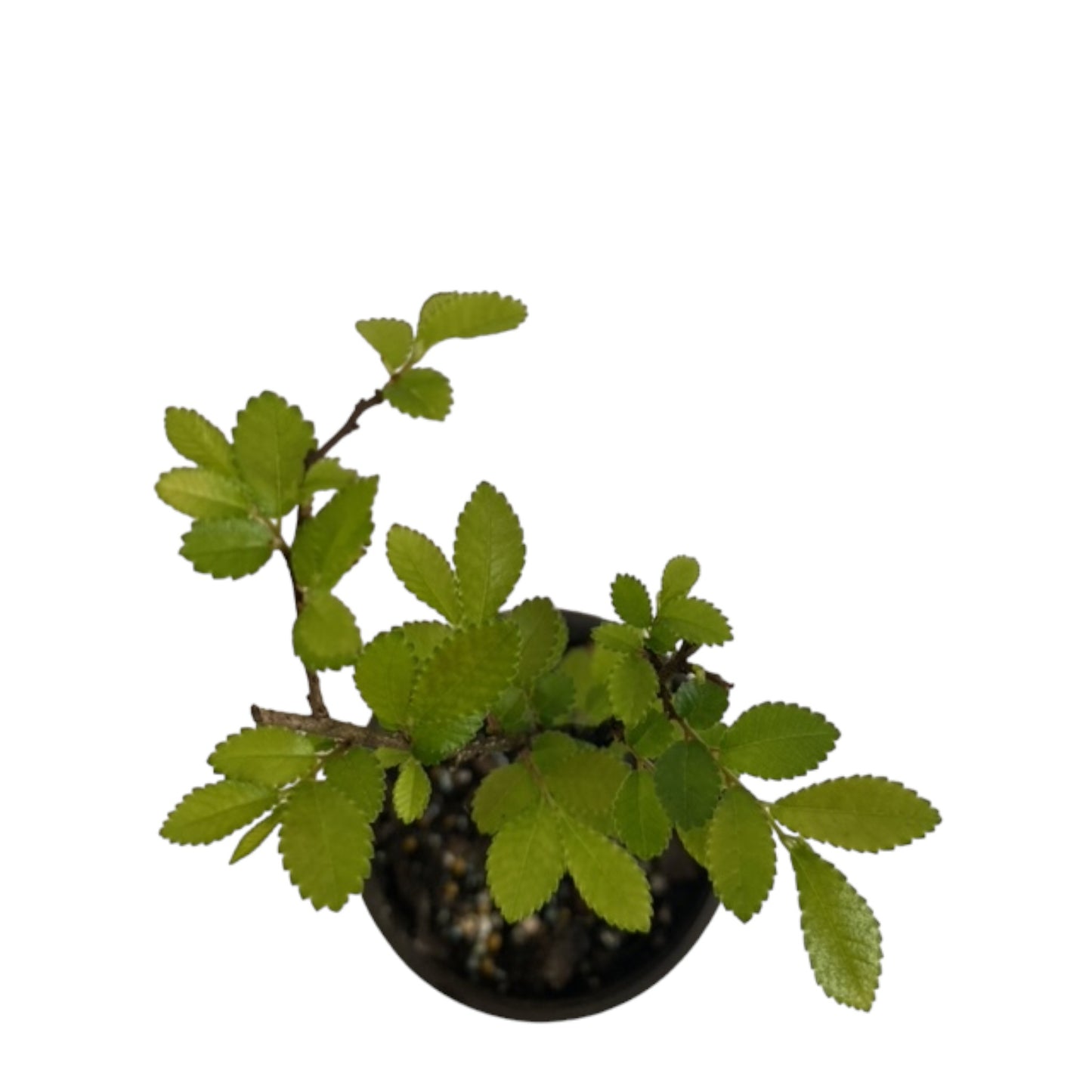 Pre-Bonsai Starter - Chinese Elm Tree