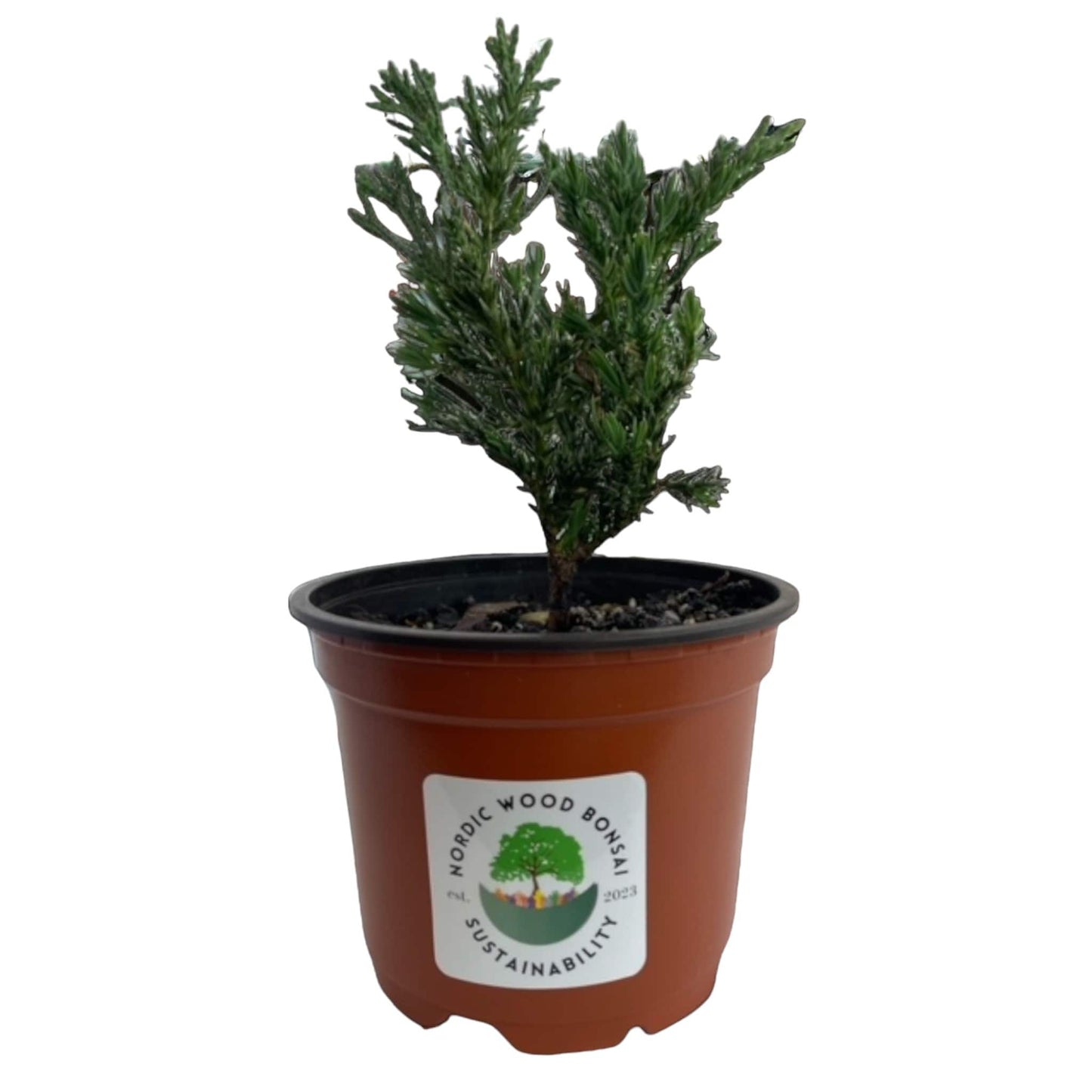 Pre Bonsai Starter - Chinese Juniper Tree