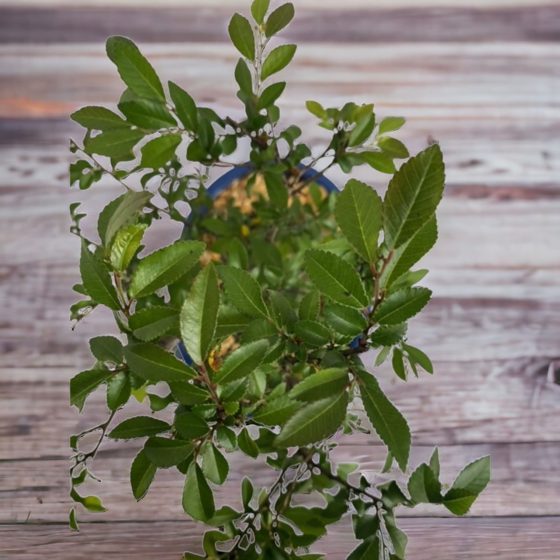 Finished Chinese Elm Bonsai Tree – Nordic Wood Bonsai