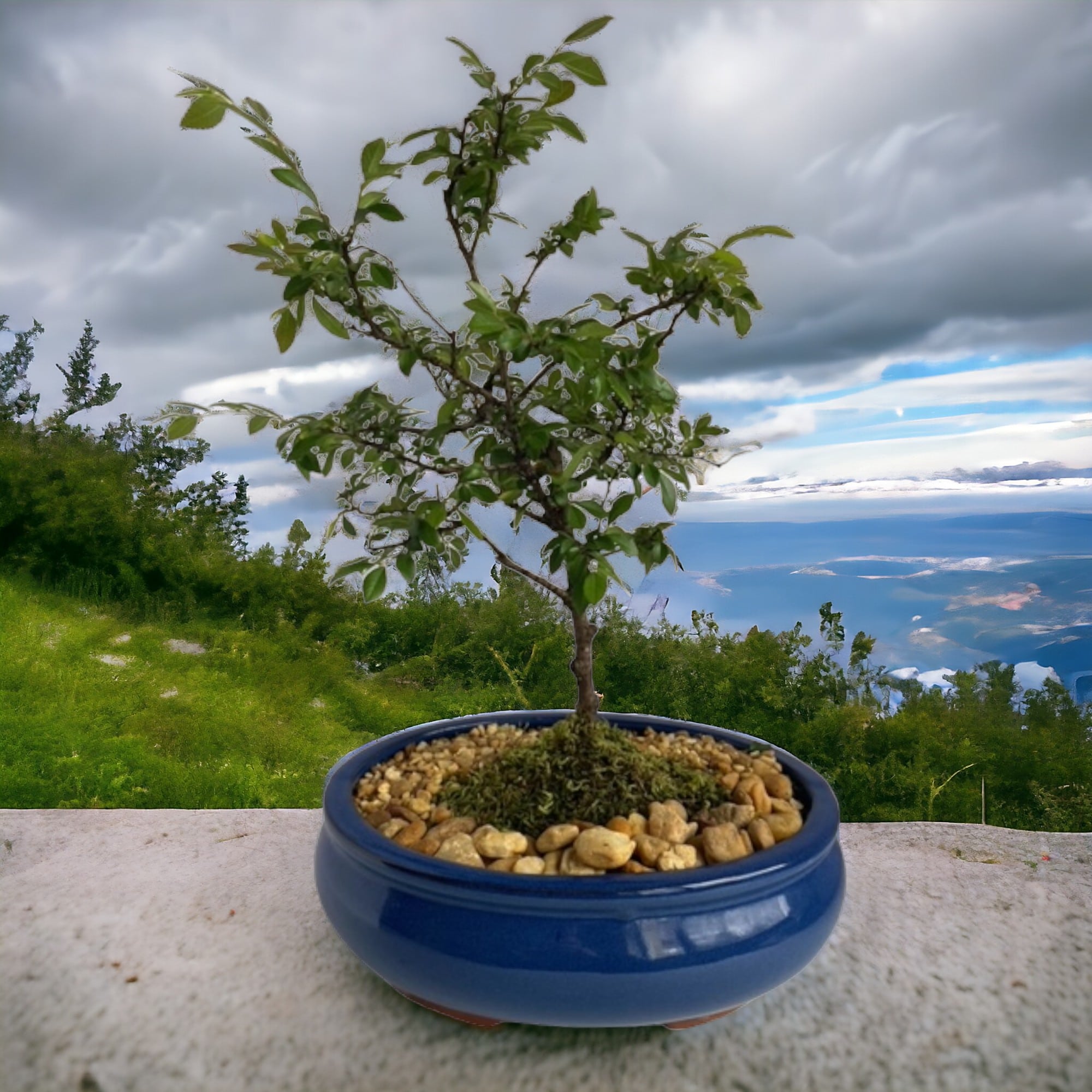 Finished Chinese Elm Bonsai Tree – Nordic Wood Bonsai